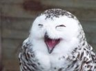 Лёля