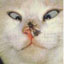 Котэ67
